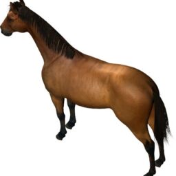 Horse_PA_L.png