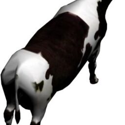 Cow_PA_A.png