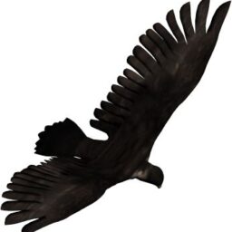 Bird flying_2_PA_R.png