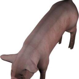 Pig_PA_V.png