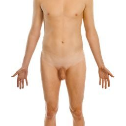 Body_male_front.png