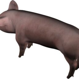 Pig_PA_L.png