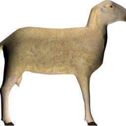 Sheep_ZA_R.png