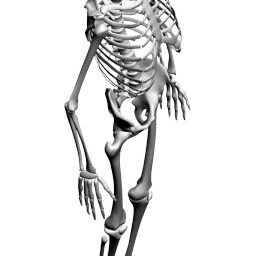 Skeleton_PA_R.png