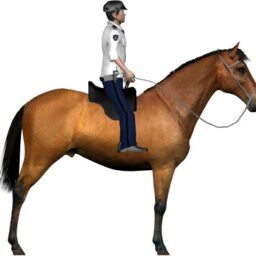 Police horse_ZA_R.png