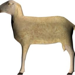 Sheep_ZA_L.png