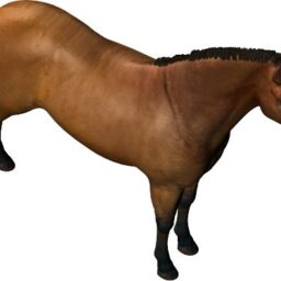 Horse_PA_R.png