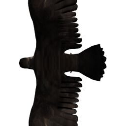 Bird flying_2_BA_L.png