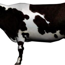 Cow_ZA_L.png