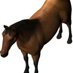 Horse_PA_V.png