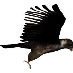 Bird flying_2_ZA_R.png