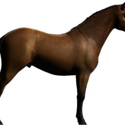 Horse_ZA_R.png