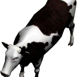 Cow_PA_O.png