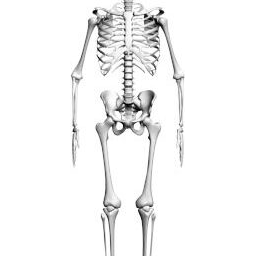 Skeleton_ZA_V.png