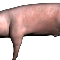 Pig_ZA_L.png