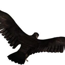 Bird flying_2_PA_A.png