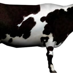 Cow_ZA_R.png