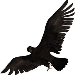 Bird flying_2_PA_L.png