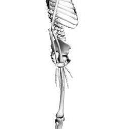 Skeleton_ZA_R.png