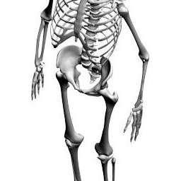 Skeleton_PA_V.png