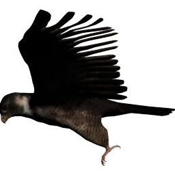 Bird flying_2_ZA_L.png