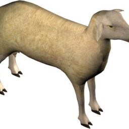 Sheep_PA_R.png