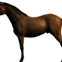 Horse_ZA_L.png