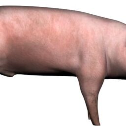 Pig_ZA_R.png