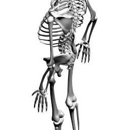 Skeleton_PA_L.png