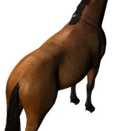 Horse_PA_A.png